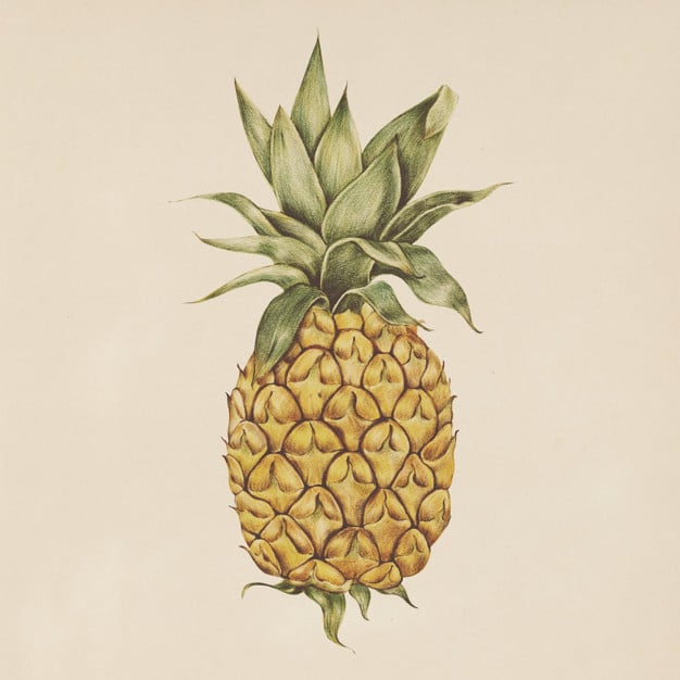 Watercolor Pineapple Illustration