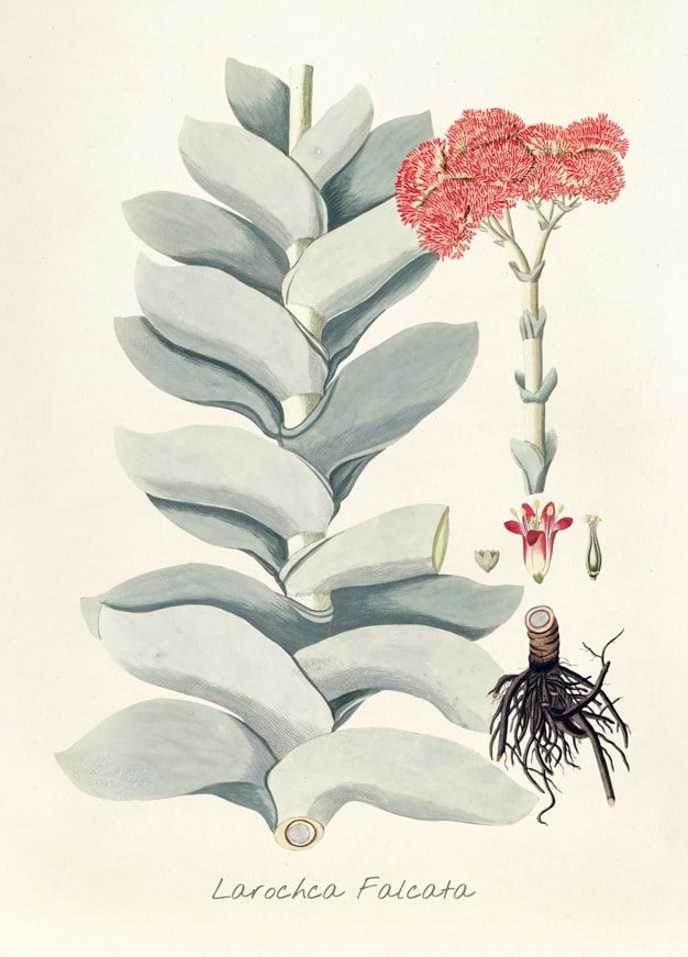 Antique Plant Illustration