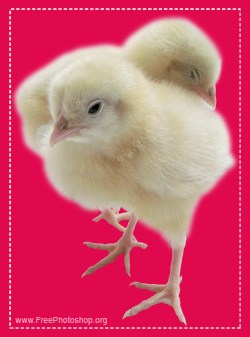 Chicken Chicks Design