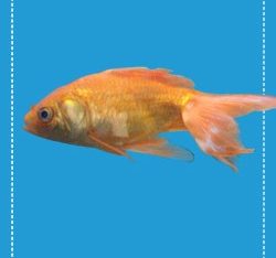 Free Realistic Digital Goldfish Mockup in PSD