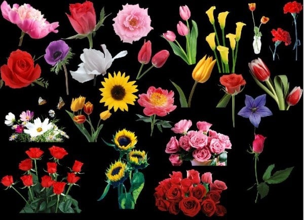Lovely Flower Variety Art