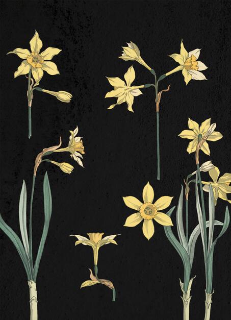 Narcissus Flower Illustration