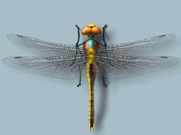Realistic Dragonfly Design
