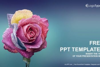 Free Multi Colored Rose Powerpoint Template