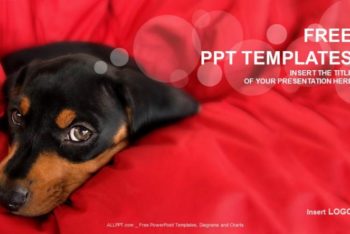 Free Cute Rottweiler Puppy Powerpoint Template