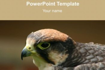 Free Bird Studies Concept Powerpoint Template