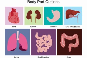 Free Body Organ Study Powerpoint Template