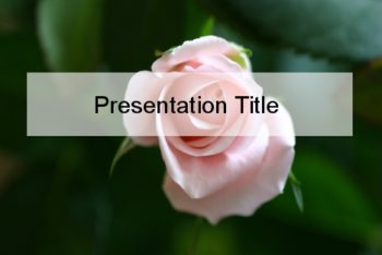 Free Fresh Pink Rose Powerpoint Template