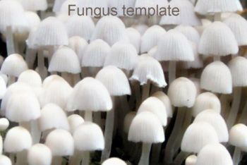 Free Fungus Type Slides Powerpoint Template
