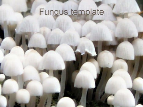 Fungus Type Slides