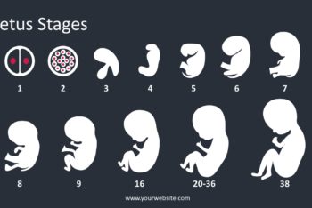 Free Fetus Stages Lecture Powerpoint Template