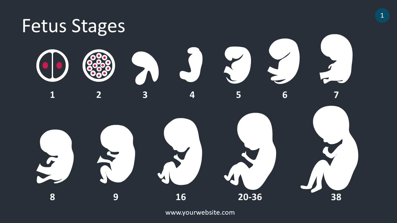 Fetus Stages Lecture